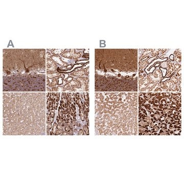 Anti-MT-CO2 antibody produced in rabbit Prestige Antibodies&#174; Powered by Atlas Antibodies, affinity isolated antibody, buffered aqueous glycerol solution