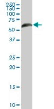 Anti-RGS6 antibody produced in mouse purified immunoglobulin, buffered aqueous solution