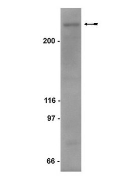 Anti-SMRTe Antibody Upstate&#174;, from rabbit