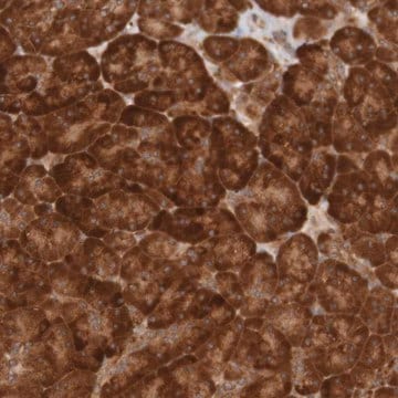 Anti-MRPL52 antibody produced in rabbit Prestige Antibodies&#174; Powered by Atlas Antibodies, affinity isolated antibody, buffered aqueous glycerol solution