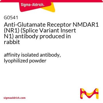 Anti-Glutamate Receptor NMDAR1 (NR1) (Splice Variant Insert N1) antibody produced in rabbit affinity isolated antibody, lyophilized powder