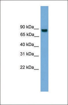 Anti-EXOC8, (N-terminal) antibody produced in rabbit affinity isolated antibody