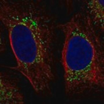 Anti-SDHAF3 antibody produced in rabbit Prestige Antibodies&#174; Powered by Atlas Antibodies, affinity isolated antibody, buffered aqueous glycerol solution