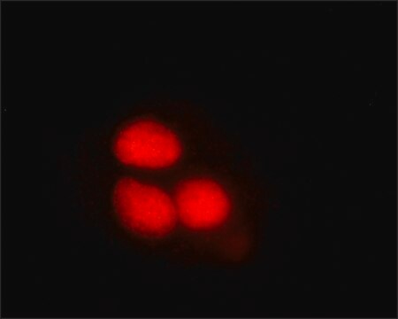 Monoclonal Anti-SAMHD1 antibody produced in mouse clone SAMHD1-A200, culture supernatant