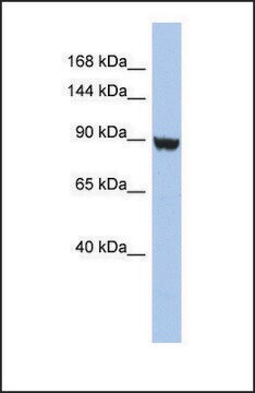 Anti-KCNH6 antibody produced in rabbit affinity isolated antibody