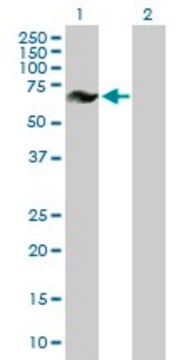 Anti-GRK6 antibody produced in mouse purified immunoglobulin, buffered aqueous solution