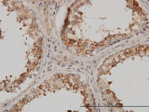 Monoclonal Anti-PSMB4 antibody produced in mouse clone 6G7-E8, purified immunoglobulin, buffered aqueous solution