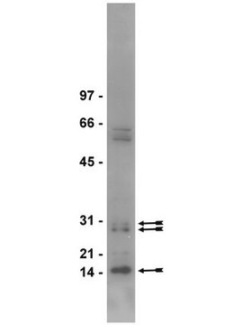 Anticuerpo anti-dimetil-arginina, simétrico (SYM10) serum, Upstate&#174;