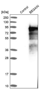 ANTI-BEGAIN antibody produced in rabbit Prestige Antibodies&#174; Powered by Atlas Antibodies, affinity isolated antibody, buffered aqueous glycerol solution