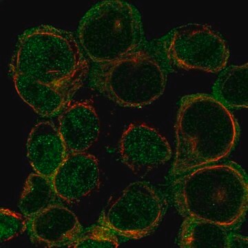 Anti-Arhgap15 Antibody Produced In Rabbit Prestige Antibodies&#174; Powered by Atlas Antibodies, affinity isolated antibody, buffered aqueous glycerol solution