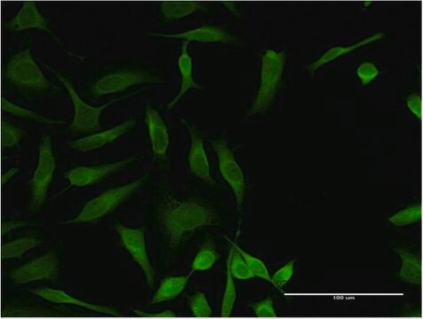 Monoclonal Anti-OXSR1 antibody produced in mouse clone 1C8, purified immunoglobulin, buffered aqueous solution