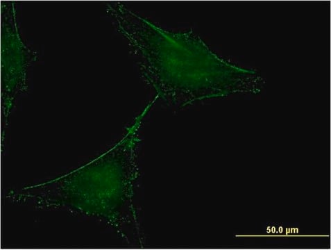 Monoclonal Anti-SLAMF7 antibody produced in mouse clone 1B9, purified immunoglobulin, buffered aqueous solution