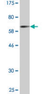 Monoclonal Anti-CTSE antibody produced in mouse clone 2D5, purified immunoglobulin, buffered aqueous solution