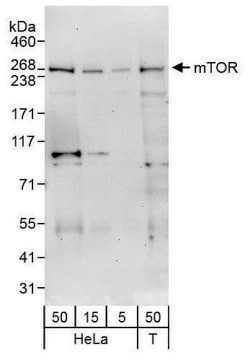 Rabbit anti-mTOR Antibody, Affinity Purified Powered by Bethyl Laboratories, Inc.