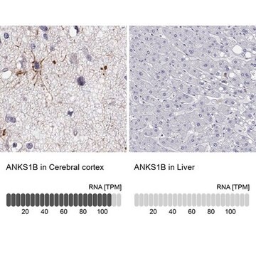 Anti-ANKS1B antibody produced in rabbit Prestige Antibodies&#174; Powered by Atlas Antibodies, affinity isolated antibody, buffered aqueous glycerol solution