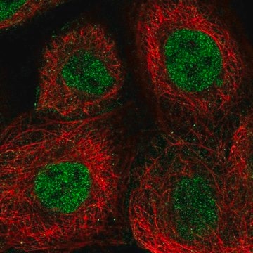 Anti-ERCC4 antibody produced in rabbit Prestige Antibodies&#174; Powered by Atlas Antibodies, affinity isolated antibody