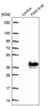 Anti-FAM151B antibody produced in rabbit Prestige Antibodies&#174; Powered by Atlas Antibodies, affinity isolated antibody, buffered aqueous glycerol solution