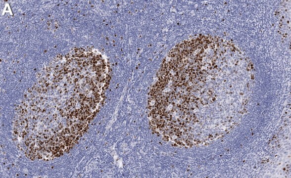 Anti-Topoisomerase II Antibody, clone 3C3 ZooMAb&#174; Rabbit Monoclonal recombinant, expressed in HEK 293 cells