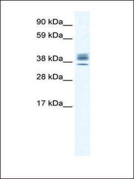 Anti-ESX1 (AB2) antibody produced in rabbit IgG fraction of antiserum