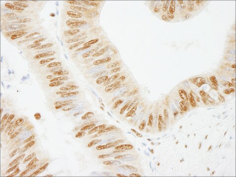 Rabbit anti-PSF/SFPQ Antibody, Affinity Purified Powered by Bethyl Laboratories, Inc.