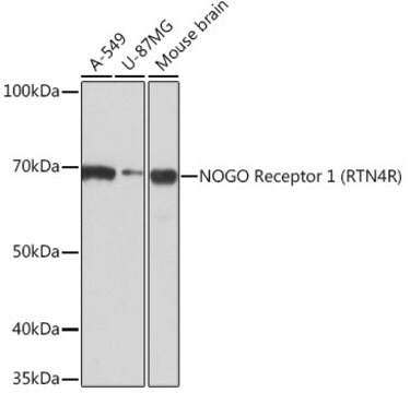 Anti-NOGO Receptor 1 (RTN4R) Antibody, clone 1R9A3, Rabbit Monoclonal