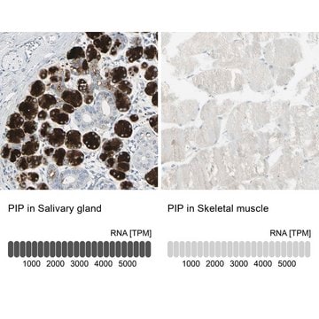 Anti-PIP antibody produced in rabbit Prestige Antibodies&#174; Powered by Atlas Antibodies, affinity isolated antibody, buffered aqueous glycerol solution