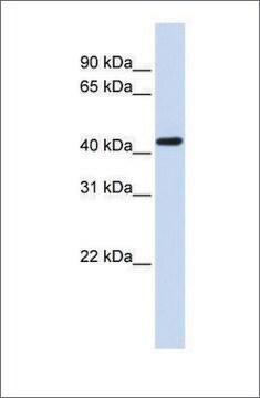 Anti-OPRK1 antibody produced in rabbit affinity isolated antibody