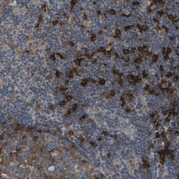 Anti-SAMSN1 antibody produced in rabbit Prestige Antibodies&#174; Powered by Atlas Antibodies, affinity isolated antibody, buffered aqueous glycerol solution