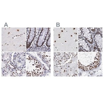 Anti-SF3A1 antibody produced in rabbit Prestige Antibodies&#174; Powered by Atlas Antibodies, affinity isolated antibody, buffered aqueous glycerol solution