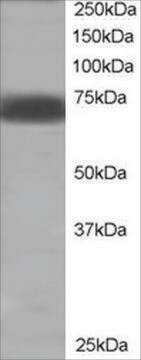 Anti-SHP2/PTPN11 antibody produced in goat affinity isolated antibody, buffered aqueous solution