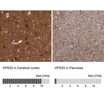 Anti-VPS53 antibody produced in rabbit affinity isolated antibody, buffered aqueous glycerol solution