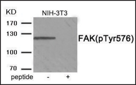 Anti-phospho-FAK (pTyr576) antibody produced in rabbit affinity isolated antibody