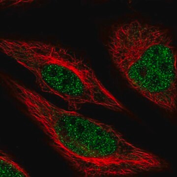 Anti-MACROD1 antibody produced in rabbit Prestige Antibodies&#174; Powered by Atlas Antibodies, affinity isolated antibody