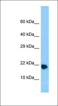 Anti-RPL32 antibody produced in rabbit affinity isolated antibody