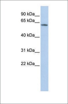 抗KCNG4抗体 ウサギ宿主抗体 affinity isolated antibody