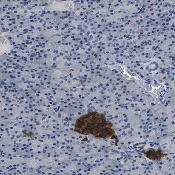 Anti-FAM159B antibody produced in rabbit Prestige Antibodies&#174; Powered by Atlas Antibodies, affinity isolated antibody, buffered aqueous glycerol solution