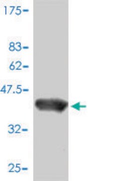 Monoclonal Anti-POLR2D antibody produced in mouse clone 1E4-A5, purified immunoglobulin, buffered aqueous solution