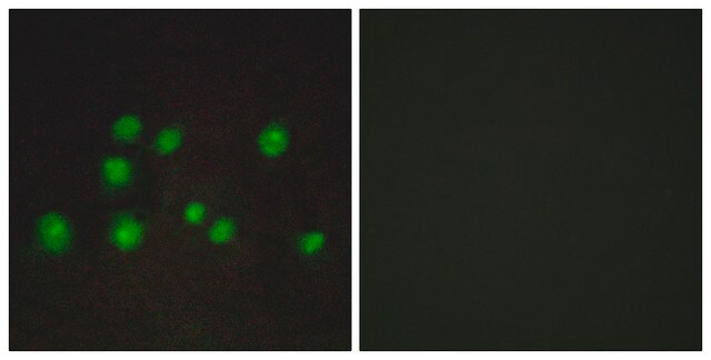 Anti-ELOA2 antibody produced in rabbit affinity isolated antibody