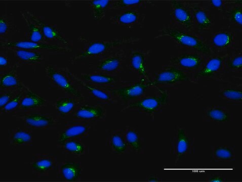 Monoclonal Anti-ARF1 antibody produced in mouse clone 4G6, purified immunoglobulin