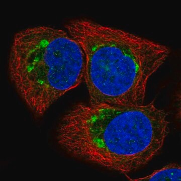 Anti-ATP2C1 antibody produced in rabbit Prestige Antibodies&#174; Powered by Atlas Antibodies, affinity isolated antibody