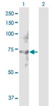 Anti-NET1 antibody produced in rabbit purified immunoglobulin, buffered aqueous solution