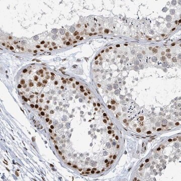 Anti-SUMO2 antibody produced in rabbit Prestige Antibodies&#174; Powered by Atlas Antibodies, affinity isolated antibody, buffered aqueous glycerol solution