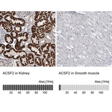 Anti-ACSF2 antibody produced in rabbit Prestige Antibodies&#174; Powered by Atlas Antibodies, affinity isolated antibody, buffered aqueous glycerol solution