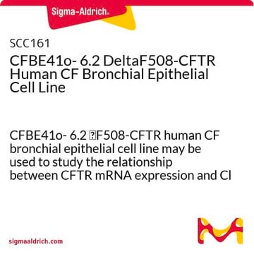 CFBE41o- 6.2 DeltaF508-CFTR Human CF Bronchial Epithelial Cell Line CFBE41o- 6.2 &#916;F508-CFTR human CF bronchial epithelial cell line may be used to study the relationship between CFTR mRNA expression and Cl transport function.