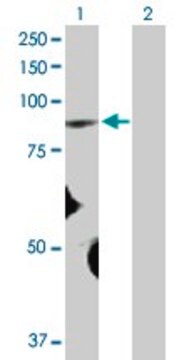 Anti-FBXO40 antibody produced in rabbit purified immunoglobulin, buffered aqueous solution