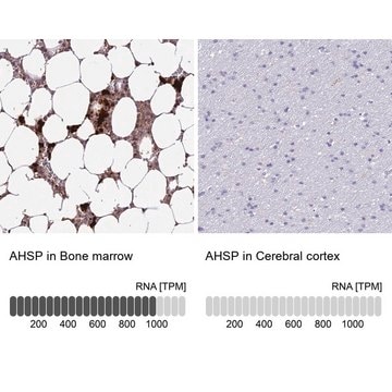 Anti-AHSP antibody produced in rabbit Prestige Antibodies&#174; Powered by Atlas Antibodies, affinity isolated antibody, buffered aqueous glycerol solution