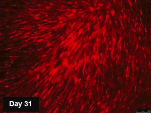 TagRFP Simplicon RNA Kit to determine optimal transfection conditions to express the self-replicating RNA in cell lines