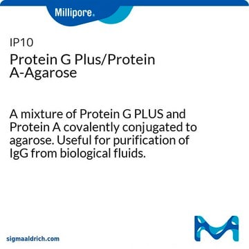 蛋白G Plus/蛋白A-琼脂糖 A mixture of Protein G PLUS and Protein A covalently conjugated to agarose. Useful for purification of IgG from biological fluids.