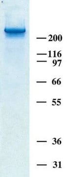 Human Tenascin-C Purified Protein