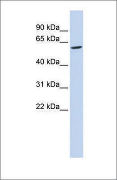 Anti-FAM134C antibody produced in rabbit affinity isolated antibody